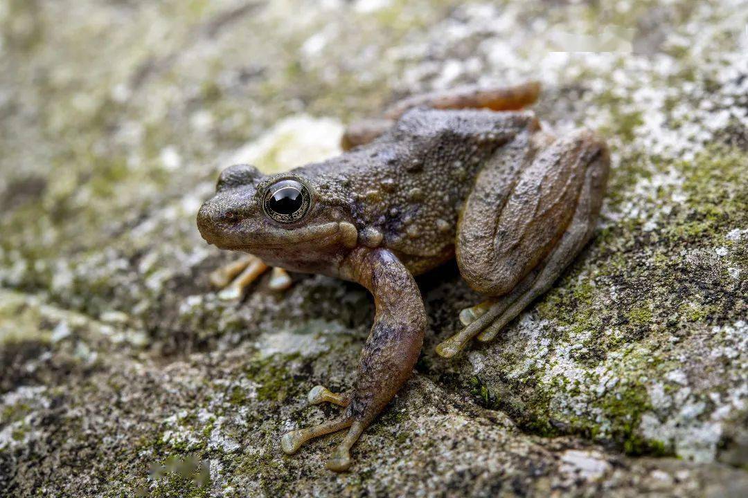 两栖与爬行动物肖像从鳞开始