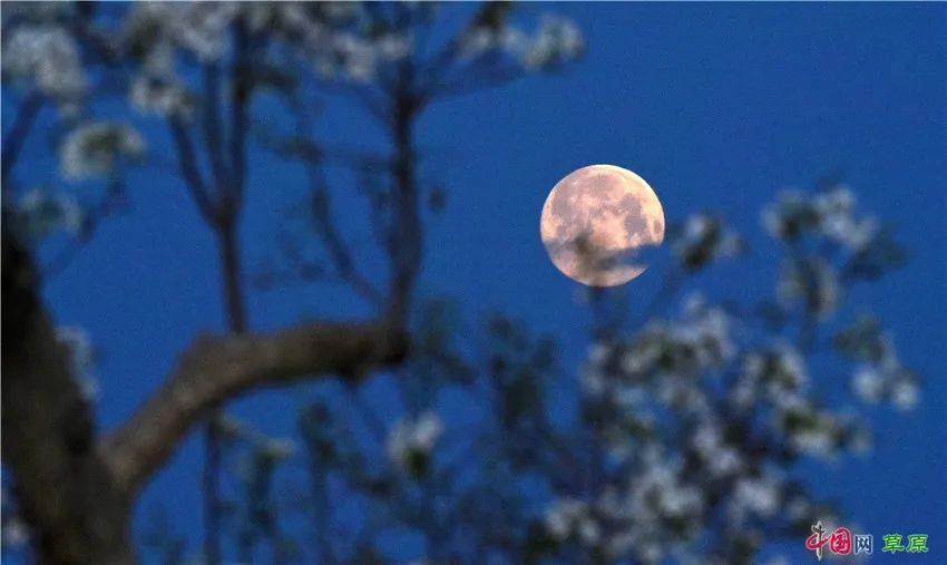 月影梨花(摄影:确·胡热)月下狼群(摄影:管永新)草原月夜(摄影:阿里)
