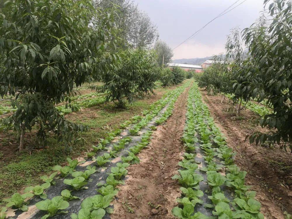 決戰決勝脫貧攻堅臨夏縣林下套種高原秋菜空閒地變致富地