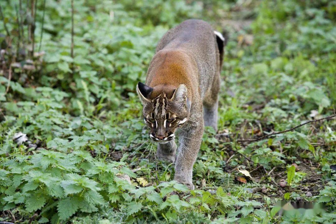 我国仅有3000多只这种叫彪的野兽非常的凶猛残暴
