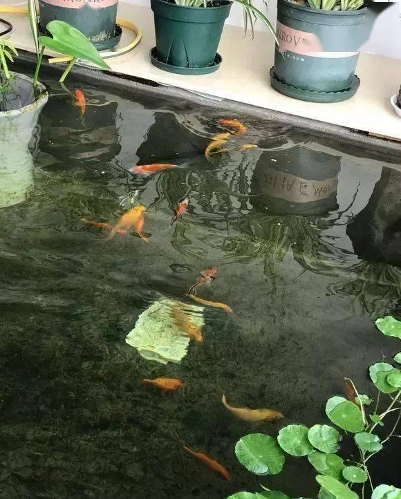 4米阳台鱼池解毒!