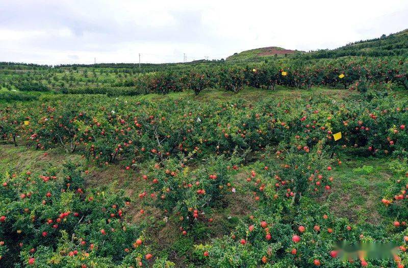 坐着高铁看四川 | 会理:赏漫山石榴红 品万家团圆果_种植
