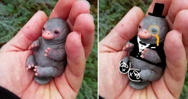 会下蛋会哺乳的鸭嘴兽,杂糅多物种特征:谁说我的嘴巴是假的?