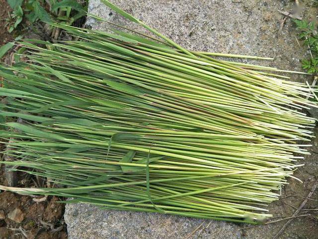 茅针其实就是茅草的嫩芽,它们就长在土地上,有长有短,吸收了初春的
