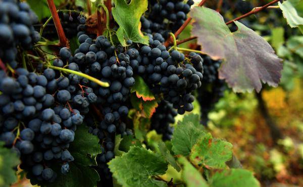 格鲁吉亚:葡萄丰收