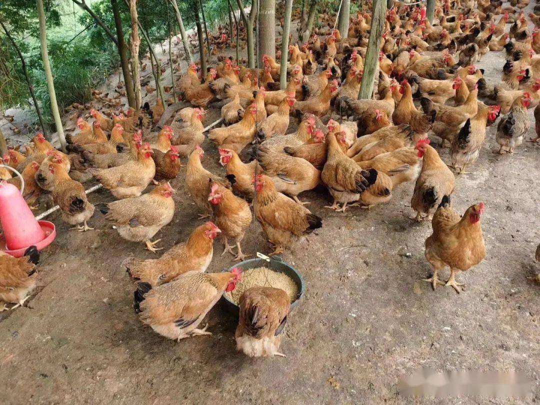 【案例】百色市隆林县这个鸡场用发酵季节性农产品 中草药养出高品质