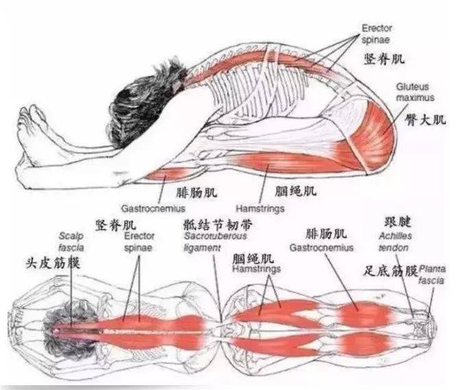 看完這35張肌肉拉伸解剖圖才發現我以前的拉伸都錯了