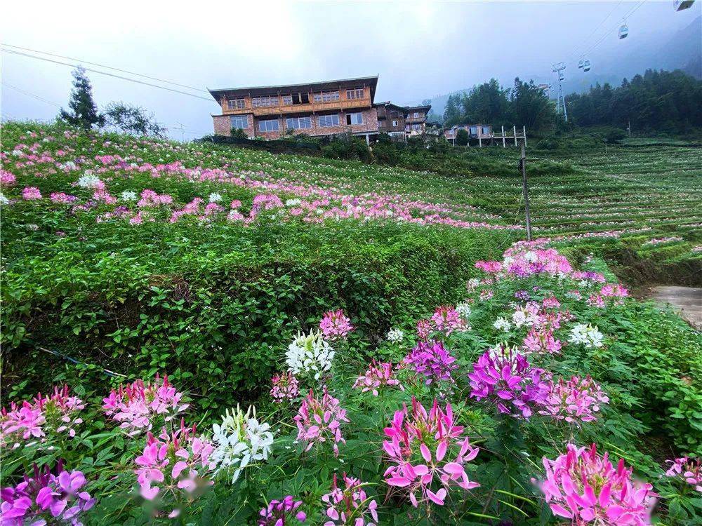 好美广西藏着一片粉色花海梯田满山遍野赶紧去看