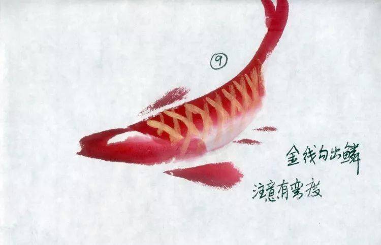写意红鲤鱼的画法,富裕好运气!