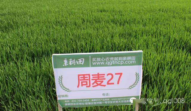 亲耕田亩产最高麦种推荐周麦27