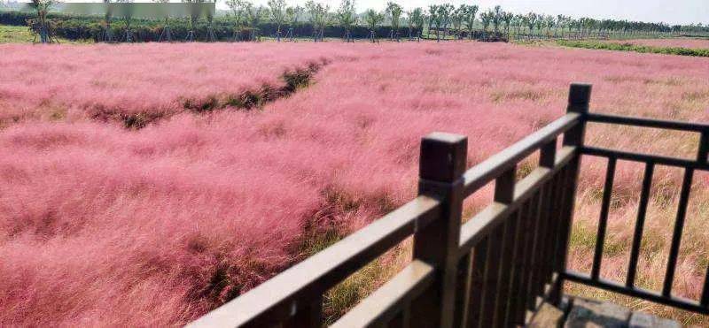 焦岗湖花田花海 百花齐放庆佳节