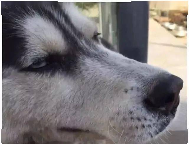 女子下班回到家,发现二哈哭着朝自己后跑了过来,得知原因傻眼了