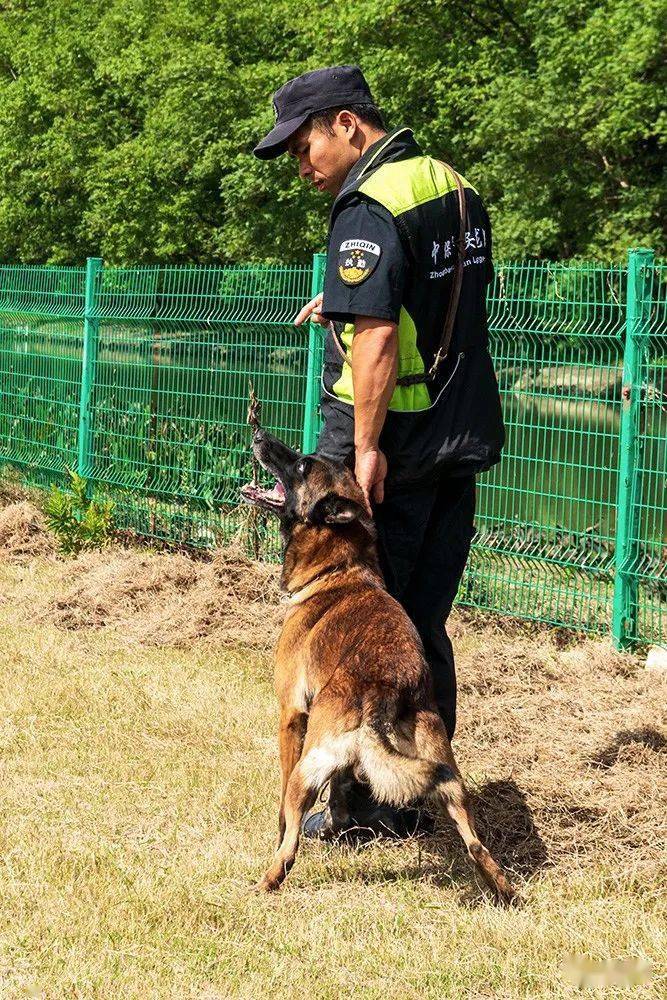 培養一條優秀的警犬,需要訓犬師付出多少心血.