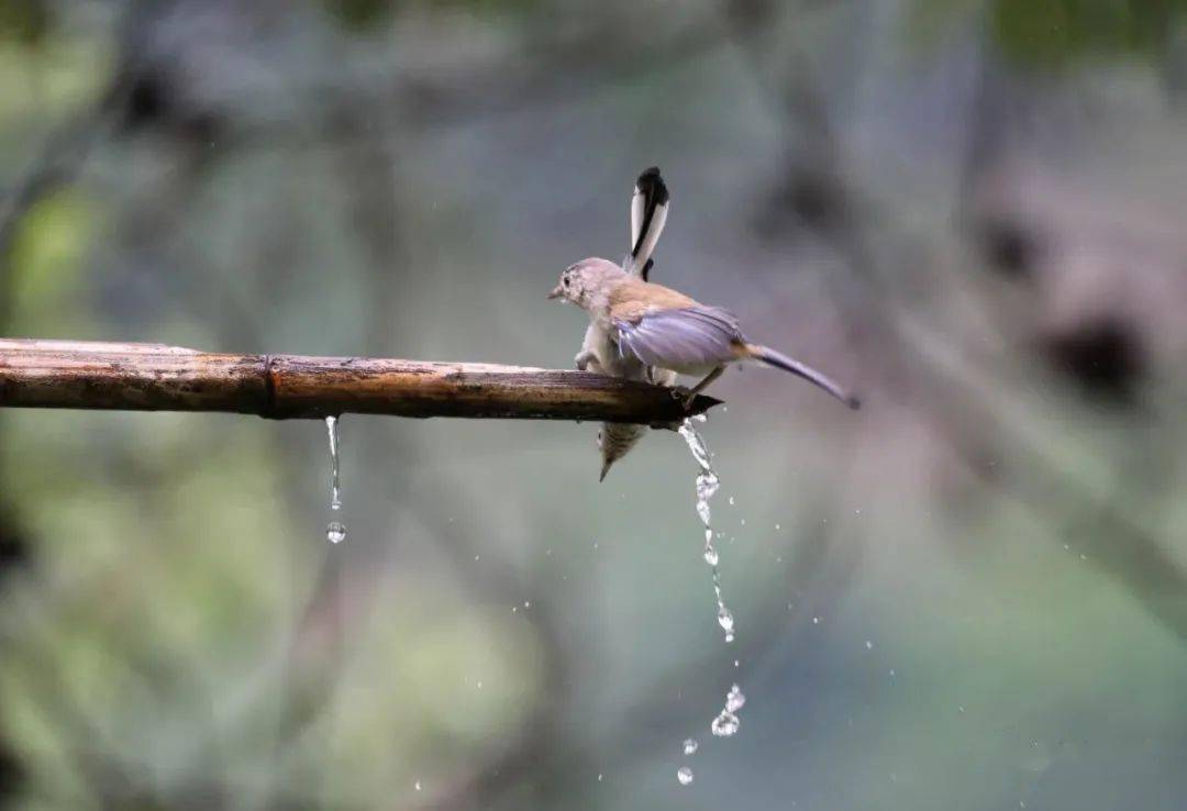 福贡有个百鸟谷你知道吗