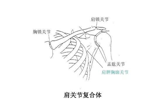 肩关节是人体运动范围最广的关节,由盂肱关节,肩锁关节,胸锁关节和