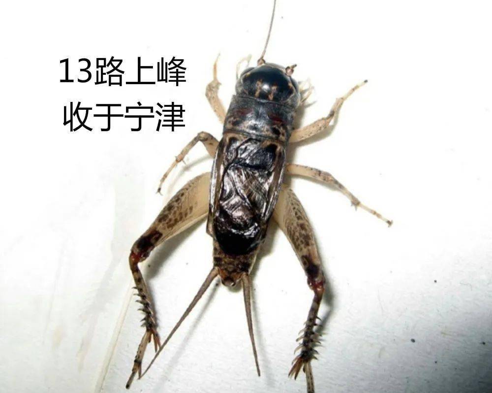 蟋蟀金背紫18上峰将军图片