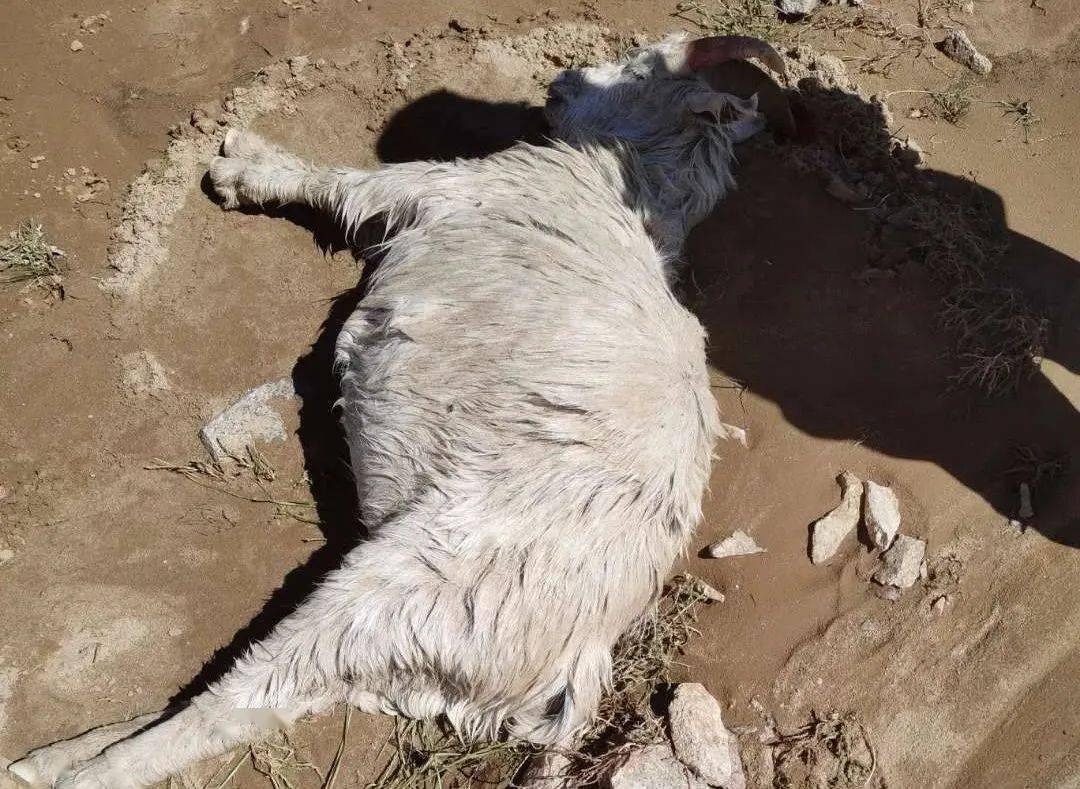 【人间大爱】这些好心人为受灾牧人额吉巴达玛架起希望的桥.