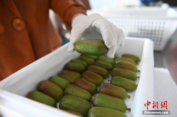 辽宁宽甸软枣猕猴桃热销