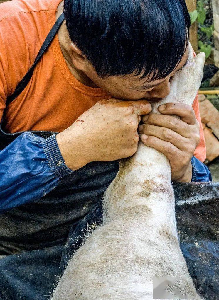 鄉愁金寨人打豬晃子迎中秋一般人沒見過