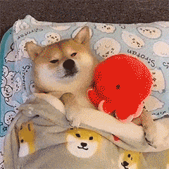 表情包我乖一点你能一直喜欢我吗