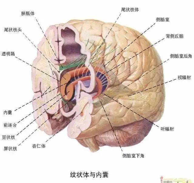 海馬和穹窿基底核腦島小腦皮質結構神經分佈圖人腦區域圖磁共振成像&