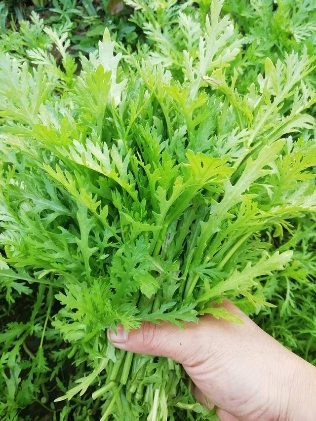 所以,"小叶雪里蕻"这一耐寒性强,用作腌菜也很美