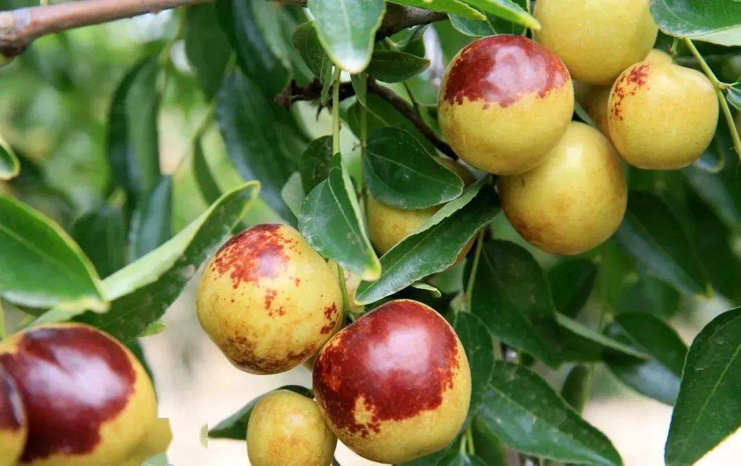 咱山西的庙上冬枣来啦!一口嘎嘣脆的甜蜜,好吃到根本停不下来.