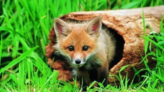 "抬头仰望过去,只见邻居王大娘正站在屋后指手画脚,说狐狸拖着