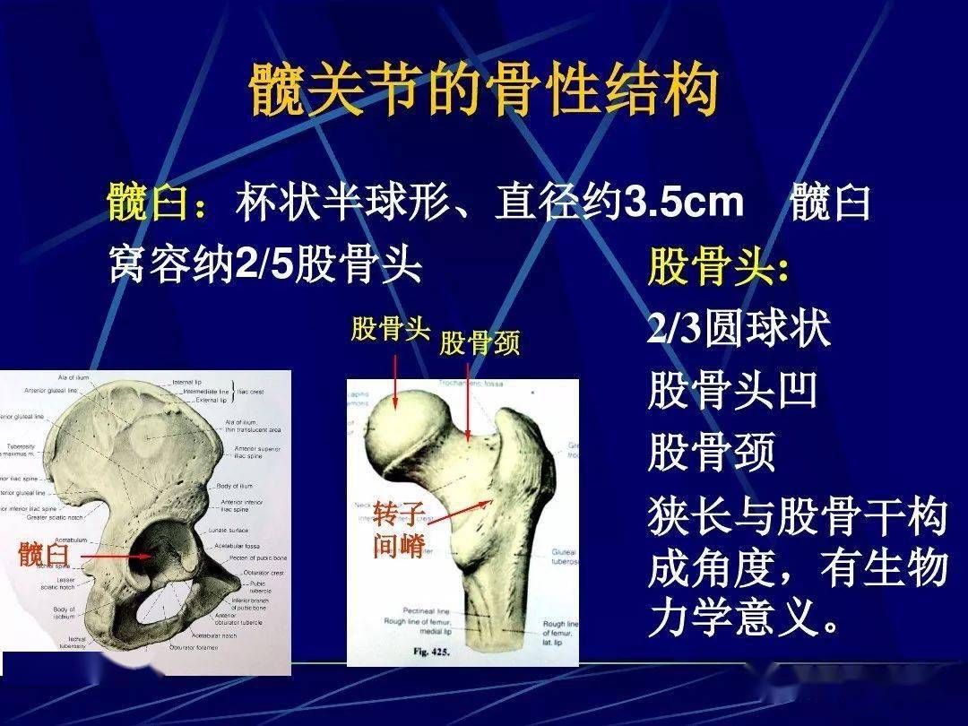 超全面!84頁人體關節應用解剖學資料,值得收藏