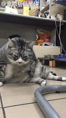 肥宅猫用短手捞轮胎肚舔毛费了半天劲只舔到空气笑翻众人