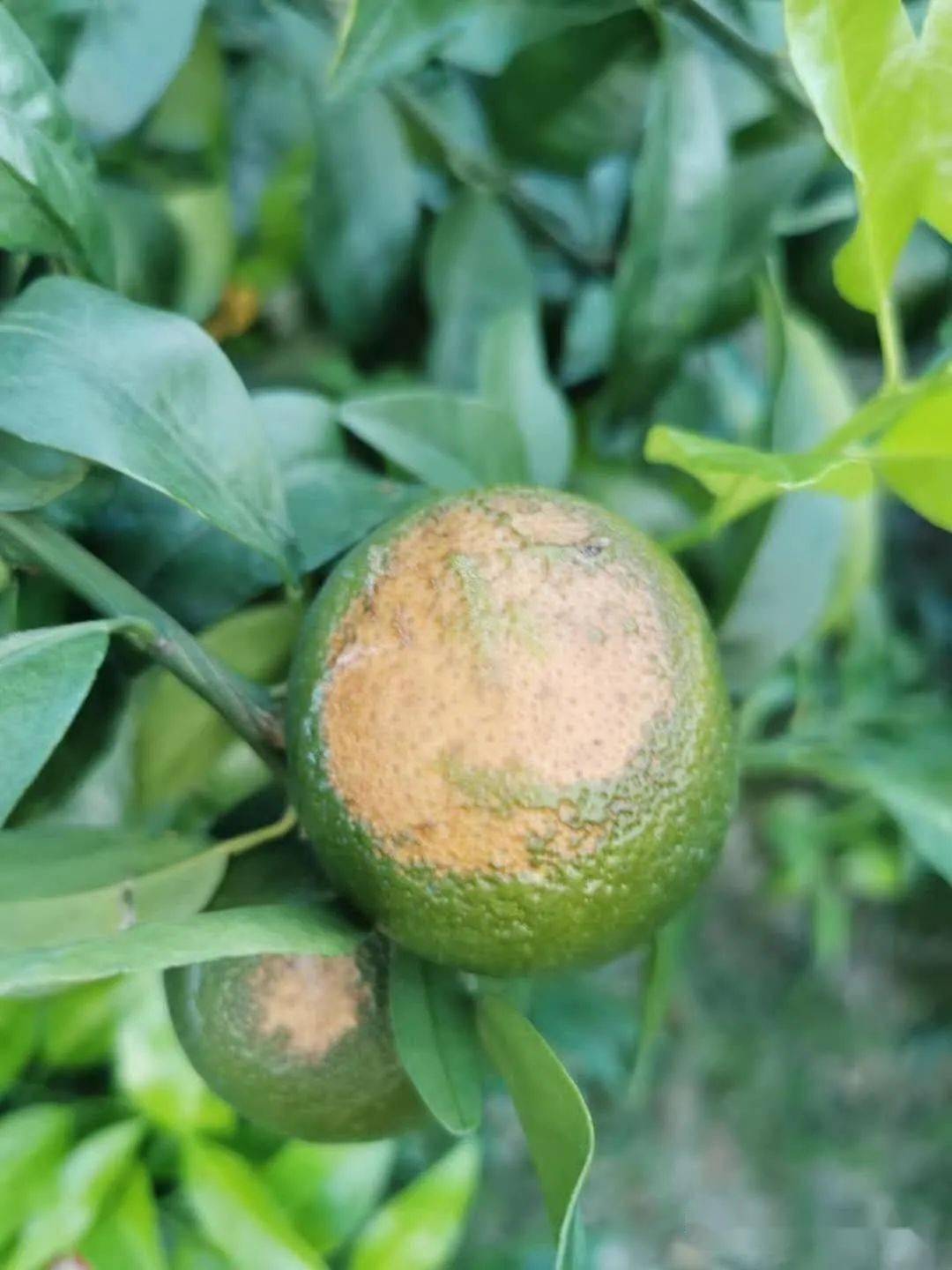 日灼病果发生较多在宽皮柑类,橘类发生较少,区域