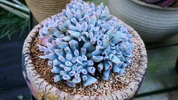 云之南多肉园奇特的多肉植物猪鼻子来了长成一群很可爱