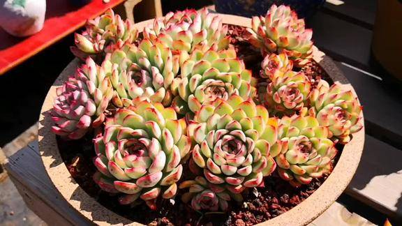 云之南多肉园荷花老桩群越来越鲜艳了