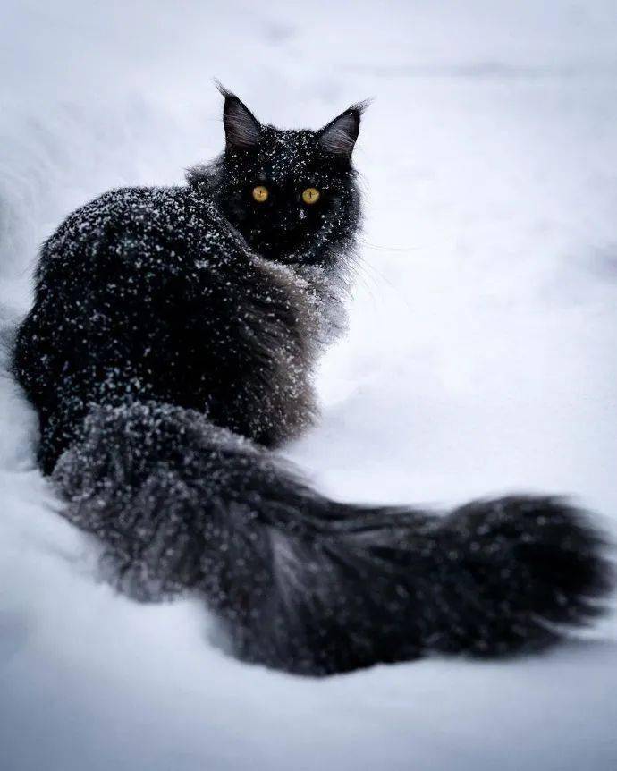 表面霸气威严实际上却温柔乖萌这么宝藏的缅因猫谁不想来一只呢