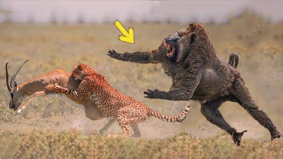 狭路相逢勇者胜狒狒大战猎豹