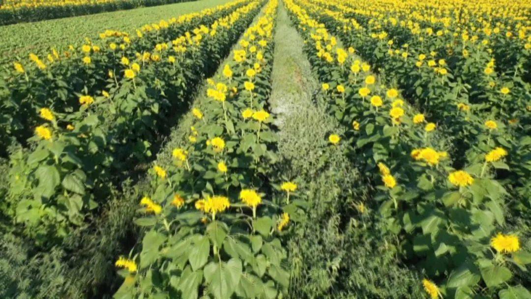 【原创】向日葵种植成为农民增收又一渠道