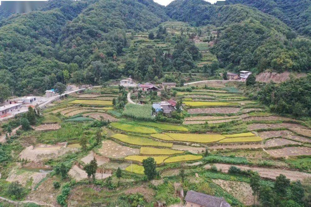 坝河镇高山米富了一方人