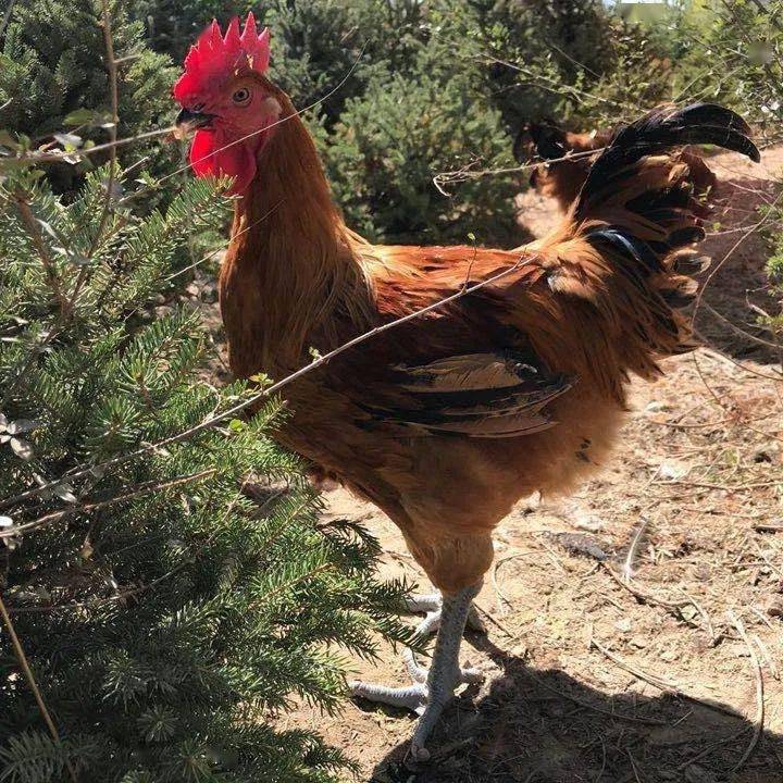 走向我们的小康生活丨松针鸡养殖带来红红火火好日子