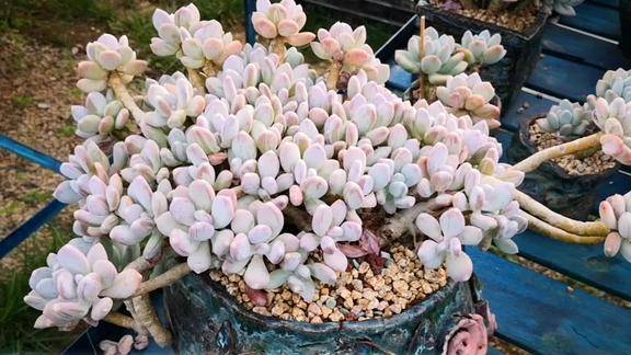 云之南多肉园三日月美人养出极致状态是这样的真心漂亮