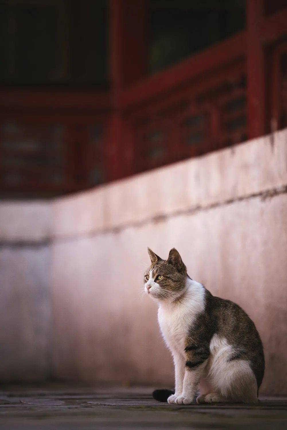 在北京故宮當一隻小貓咪是什麼體驗