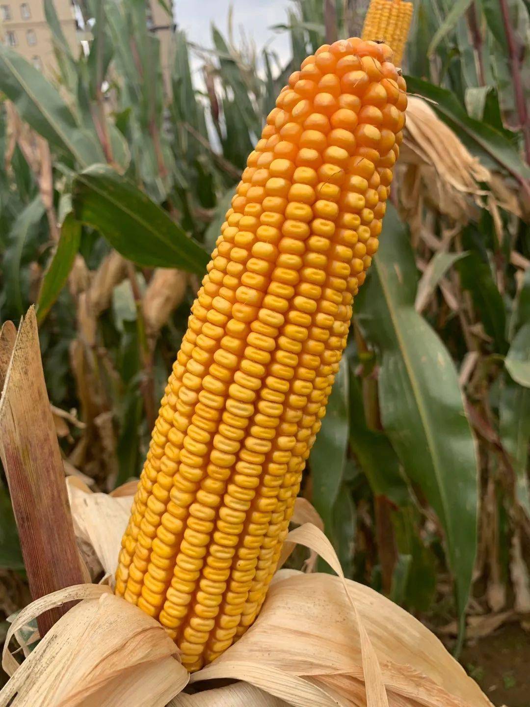 东北新玉米上市价格逐渐走高刚收的新玉米卖还是不卖