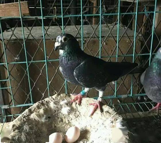 请君欣赏,张兴全老师的跃龙鸟 !_幼鸽