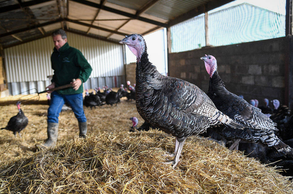 英国农场主培育上千只小火鸡为节日大餐做准备