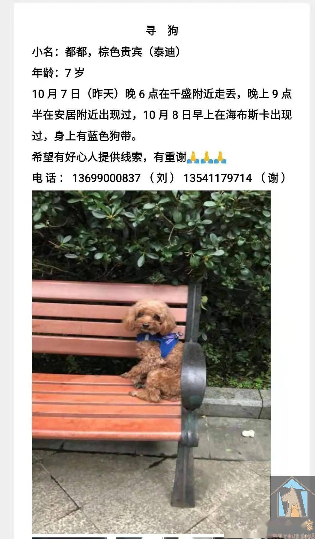 10月9日4550条【寻宠启示】