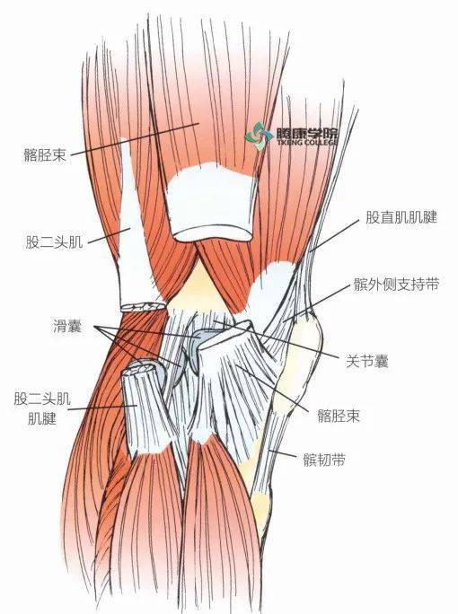 內側和外側髕股韌帶及髕脛韌帶,它們是連接髕骨及脛骨的股內側肌和股