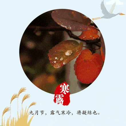 寒露| 细雨茸茸湿楝花,南风树树熟枇杷_节气