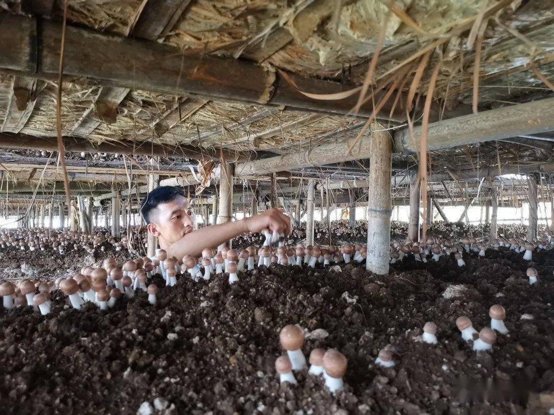 保山| 瓦马:小小姬松茸 点亮致富路_种植