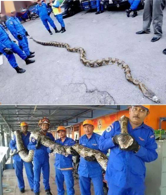 世界上最长的蛇网纹蟒