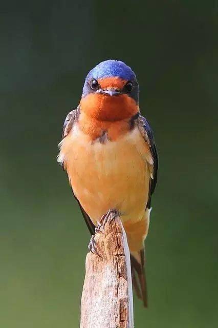 花鸟画素材活泼可爱的小燕子