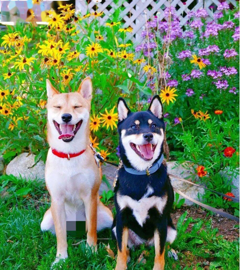 听说狗狗都恋爱了你还没有